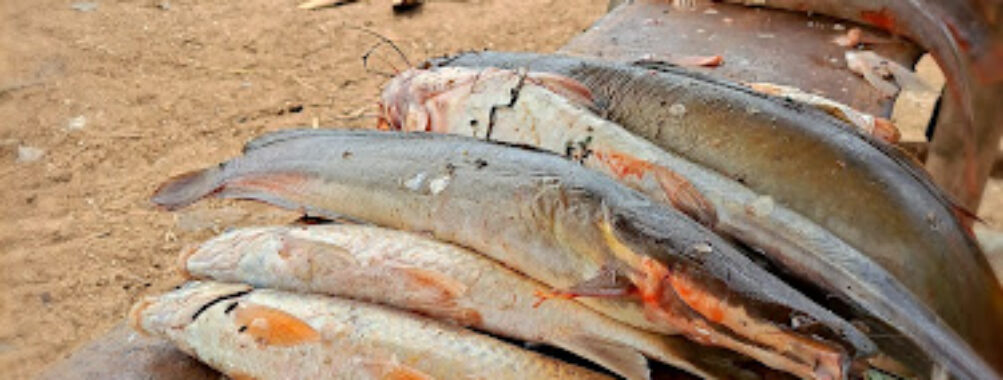 Fish Market Chamo lake Travel Forum Reviews