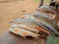Fish Market Chamo lake Travel Forum Reviews