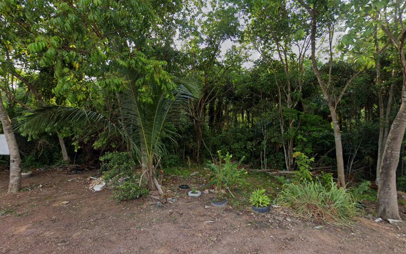 Floresta Francy Sanches
