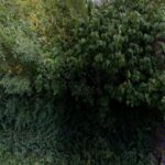 Footpath to Astley Lane (N13)