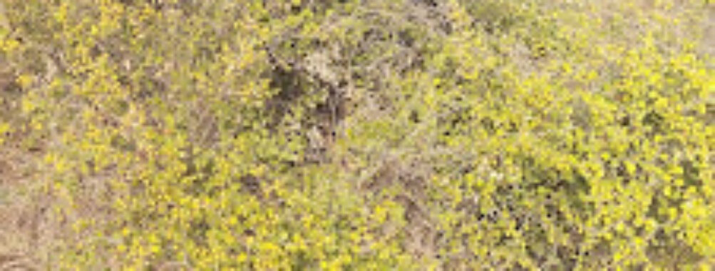 Forest Area, Jhalawar Road, Kota Travel Forum Reviews