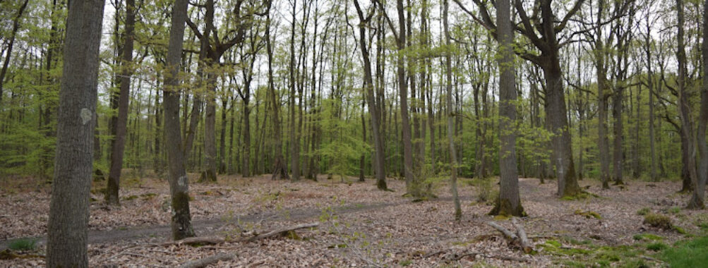 Forêt domaniale de Sénart Travel Forum Reviews
