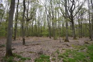 Forêt domaniale de Sénart