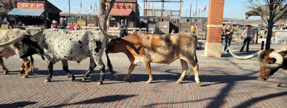 Fort Worth Stockyards Travel Forum Reviews
