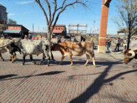 Fort Worth Stockyards Travel Forum Reviews