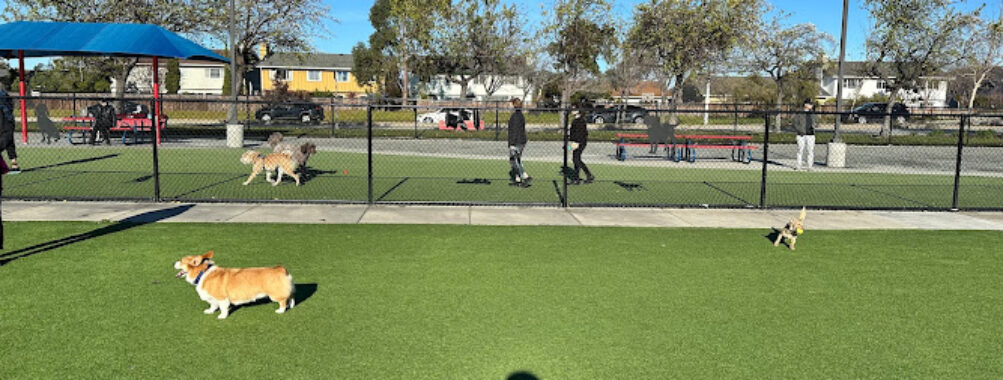Foster City Dog Park Travel Forum Reviews