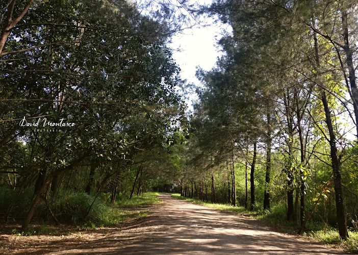 Freedom Island Nature Trail