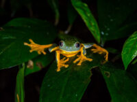 Frog Pond Ranario Travel Forum Reviews