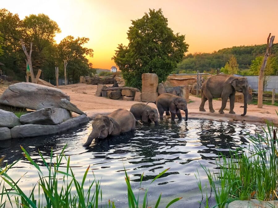 Fun for Families in Prague