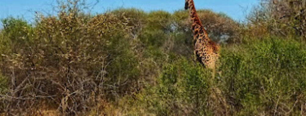 Gaborone Game Reserve Travel Forum Reviews