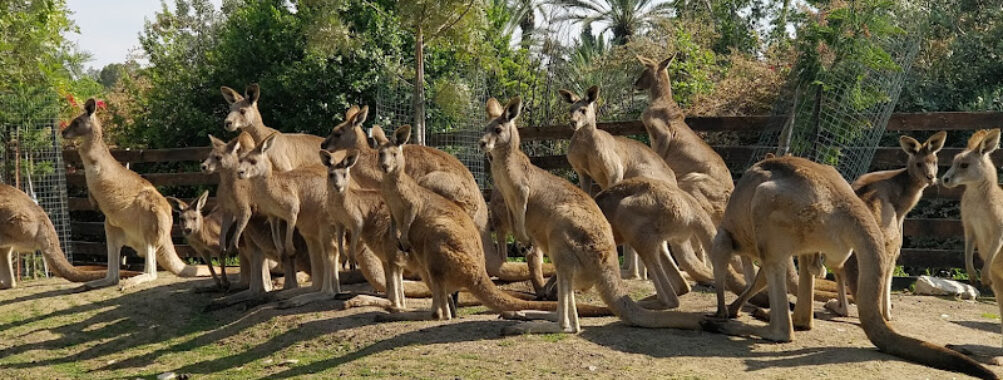 Gan Garoo Zoo Travel Forum Reviews