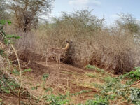 Garissa Giraffe Centre Travel Forum Reviews