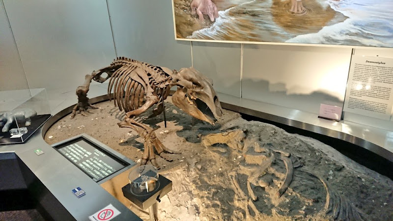 Geological Museum
