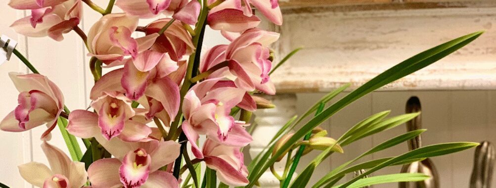 Giardino Borbonico Garden-Store Travel Forum Reviews