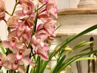 Giardino Borbonico Garden-Store Travel Forum Reviews
