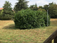 Giardino dei Carrettieri Travel Forum Reviews