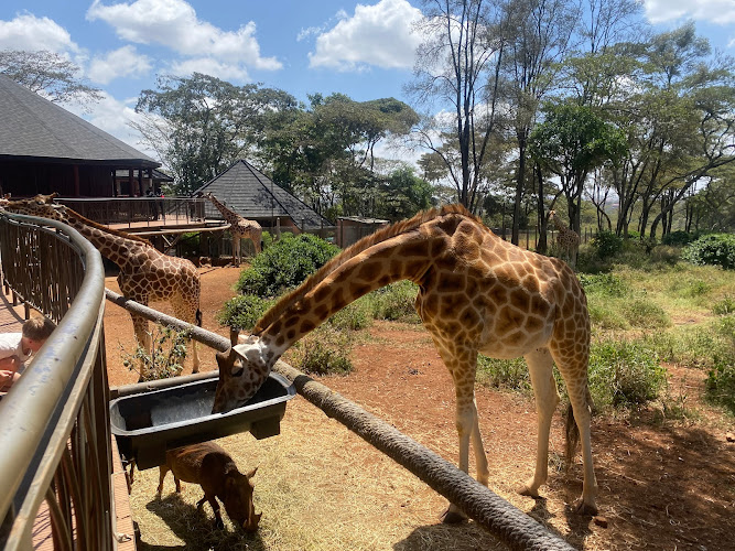 Giraffe Centre Travel Forum Reviews
