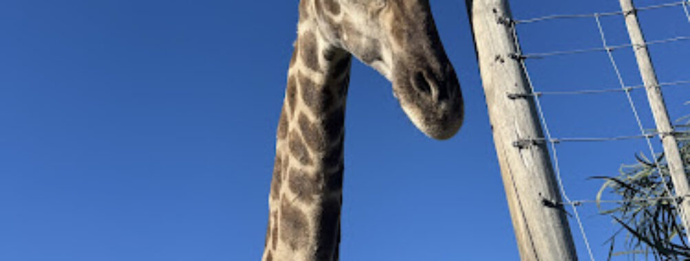Giraffe House Travel Forum Reviews