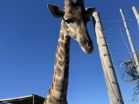 Giraffe House Travel Forum Reviews