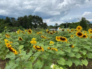 Girasoles de Antigua