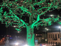 Glowing tree Travel Forum Reviews