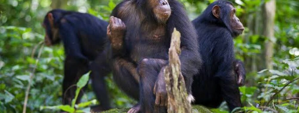 Gombe National Park Travel Forum Reviews