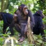 Gombe National Park