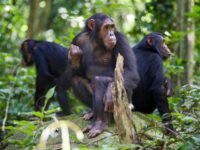Gombe National Park Travel Forum Reviews