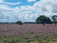 Goois Natuurreservaat Bussumerheide Travel Forum Reviews