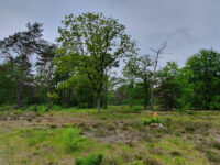 Goois Natuurreservaat Fransche Kamp Travel Forum Reviews