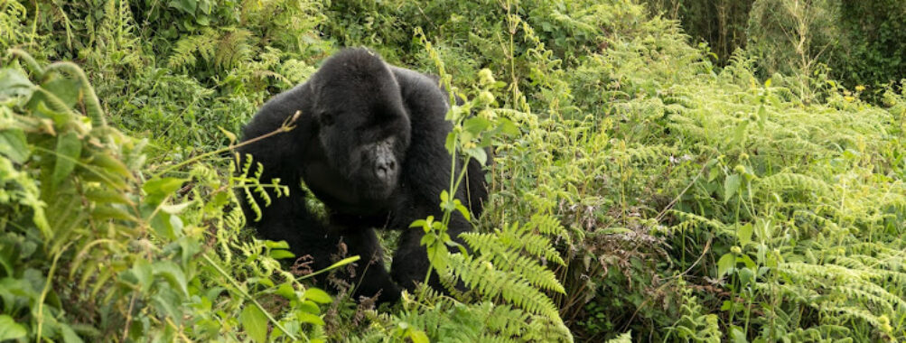 Gorilla Expedition Safaris Travel Forum Reviews