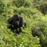 Gorilla Expedition Safaris