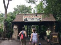Gorilla Falls Exploration Trail Travel Forum Reviews