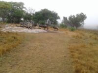 Gosho Park Travel Forum Reviews
