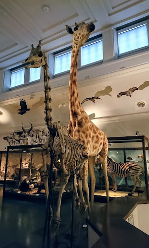 Gothenburg Museum of Natural History