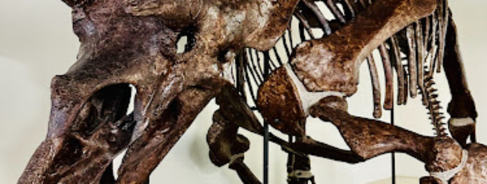Goulandris Natural History Museum Travel Forum Reviews
