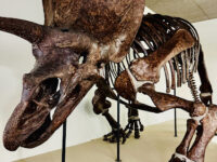 Goulandris Natural History Museum Travel Forum Reviews
