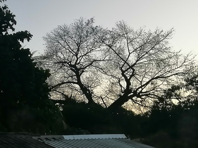 Gran Árbol