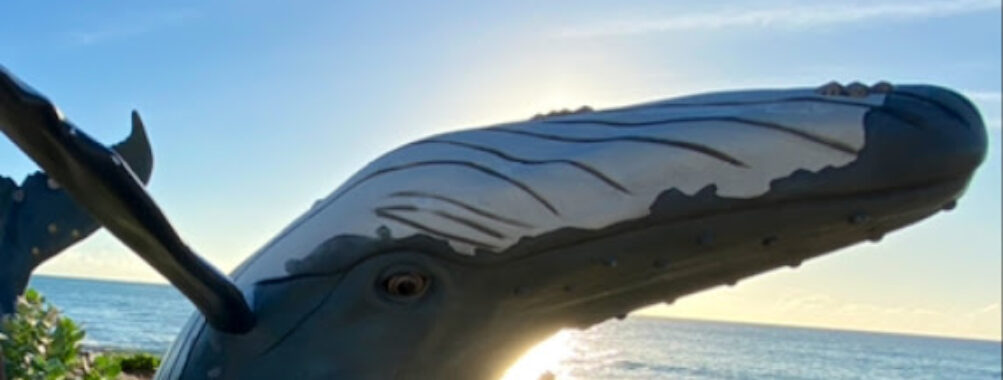 Grand Turk Whale Travel Forum Reviews