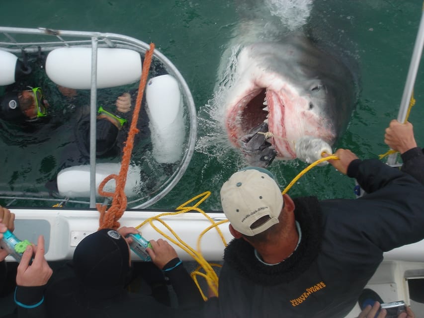 Great White Shark Cage Diving in Gansbaai, South Africa