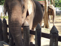 Green Jungle Park Travel Forum Reviews