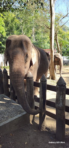 Green Jungle Park