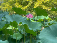 Green Spring Gardens Horticultural Center Travel Forum Reviews