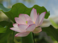 Greenhouses in the Botanical Garden Travel Forum Reviews