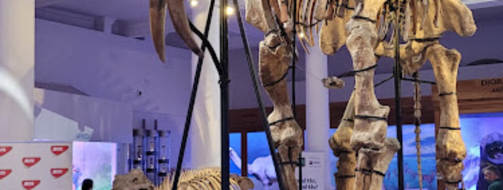 Grigore Antipa National Museum of Natural History Travel Forum Reviews