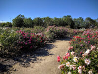 Guadalupe Gardens Heritage Rose Garden Travel Forum Reviews