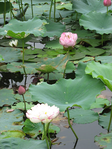 Guangminggang Park
