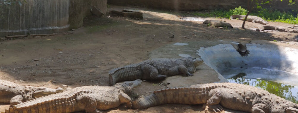 Gwalior Zoo Travel Forum Reviews