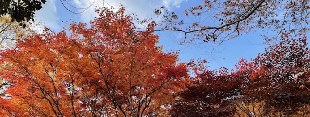 Gyeongsangnamdo Arboretum Travel Forum Reviews