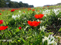 HaSharon Park Travel Forum Reviews